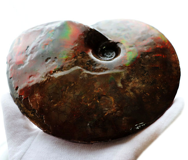 極めて希少な完全体！カナダ・ロッキー山脈東側斜面でのみ産するアンモ