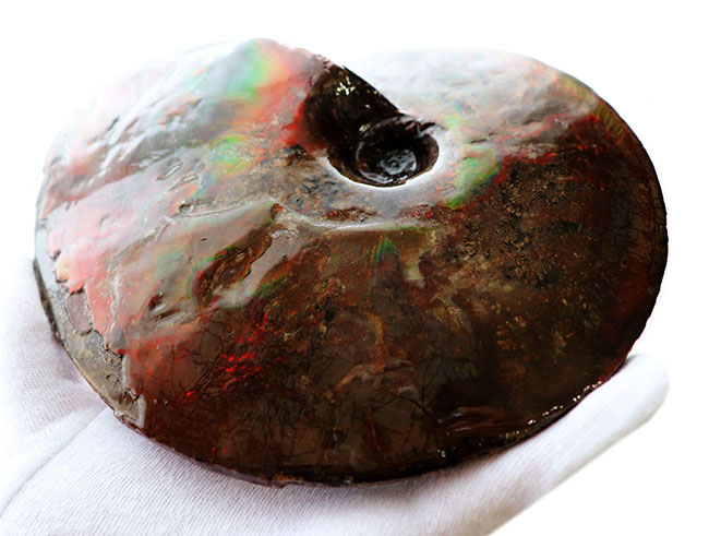 極めて希少な完全体！カナダ・ロッキー山脈東側斜面でのみ産するアンモ「ラ」イト（Ammolite）の完全体標本（その7）