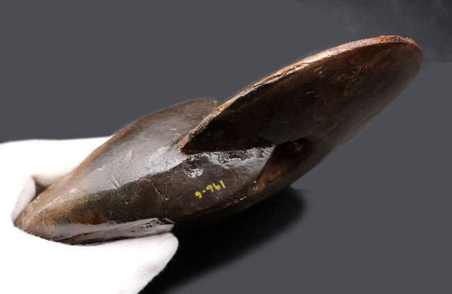 極めて希少な完全体！カナダ・ロッキー山脈東側斜面でのみ産するアンモ