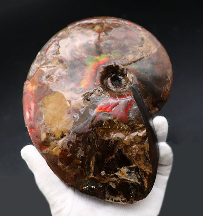 カナダロッキー山脈産 アンモライトルース N447 71Q7b1YfdML.jpg