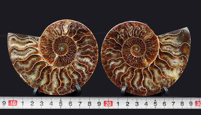 極上美品！特大１０センチオーバー！マダガスカル産のアンモナイト、クレオニセラス（Cleoniceras）のカット＆ポリッシュ化石（その10）
