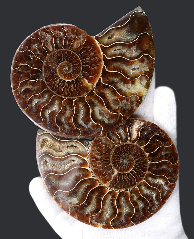 極上美品！特大１０センチオーバー！マダガスカル産のアンモナイト、クレオニセラス（Cleoniceras）のカット＆ポリッシュ化石（その2）