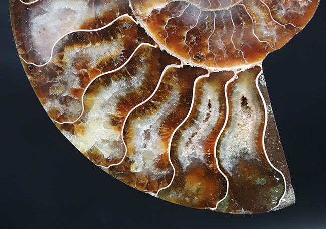 極上美品！特大１０センチオーバー！マダガスカル産のアンモナイト、クレオニセラス（Cleoniceras）のカット＆ポリッシュ化石（その7）