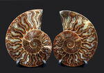 極上美品！特大１０センチオーバー！マダガスカル産のアンモナイト、クレオニセラス（Cleoniceras）のカット＆ポリッシュ化石
