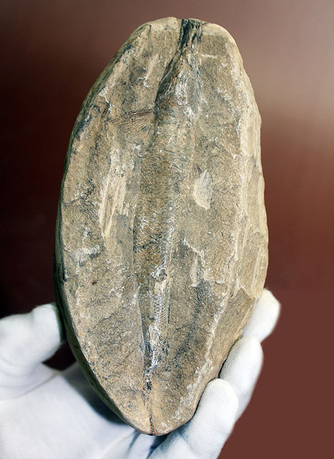 ネガ・ポジ揃った完品!ブラジル・セアラ州産の絶滅古代魚、ラコレピス。魚鱗の保存状態必見!(その1)
