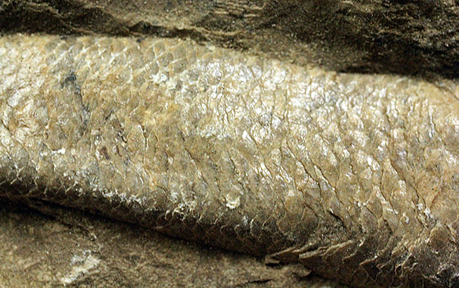 ネガ・ポジ揃った完品!ブラジル・セアラ州産の絶滅古代魚、ラコレピス。魚鱗の保存状態必見!(その10)