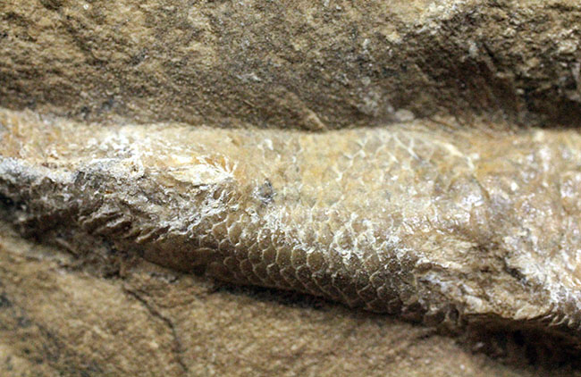 ネガ・ポジ揃った完品!ブラジル・セアラ州産の絶滅古代魚、ラコレピス。魚鱗の保存状態必見!(その12)