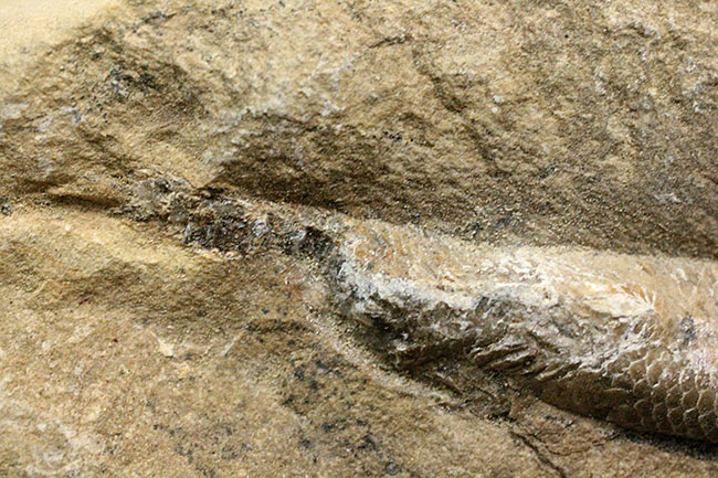 ネガ・ポジ揃った完品!ブラジル・セアラ州産の絶滅古代魚、ラコレピス。魚鱗の保存状態必見!(その13)