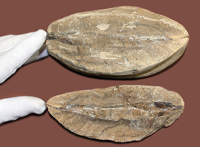 ネガ・ポジ揃った完品!ブラジル・セアラ州産の絶滅古代魚、ラコレピス。魚鱗の保存状態必見!(その14)