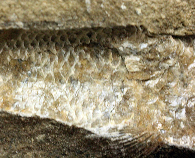 ネガ・ポジ揃った完品!ブラジル・セアラ州産の絶滅古代魚、ラコレピス。魚鱗の保存状態必見!(その15)