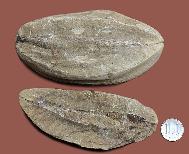 ネガ・ポジ揃った完品!ブラジル・セアラ州産の絶滅古代魚、ラコレピス。魚鱗の保存状態必見!(その16)