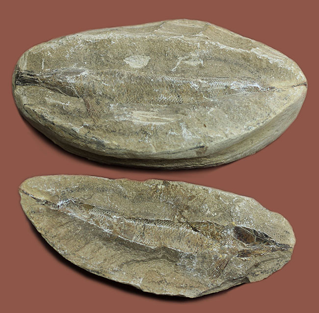ネガ・ポジ揃った完品!ブラジル・セアラ州産の絶滅古代魚、ラコレピス。魚鱗の保存状態必見!(その2)