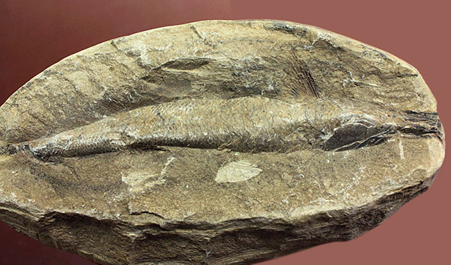 ネガ・ポジ揃った完品!ブラジル・セアラ州産の絶滅古代魚、ラコレピス。魚鱗の保存状態必見!(その3)