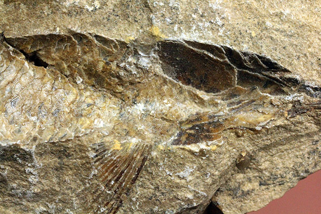 ネガ・ポジ揃った完品!ブラジル・セアラ州産の絶滅古代魚、ラコレピス。魚鱗の保存状態必見!(その5)