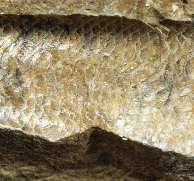 ネガ・ポジ揃った完品!ブラジル・セアラ州産の絶滅古代魚、ラコレピス。魚鱗の保存状態必見!(その6)