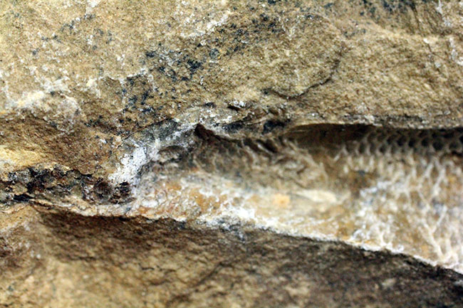 ネガ・ポジ揃った完品!ブラジル・セアラ州産の絶滅古代魚、ラコレピス。魚鱗の保存状態必見!(その8)