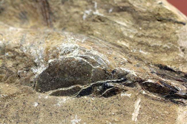 ネガ・ポジ揃った完品!ブラジル・セアラ州産の絶滅古代魚、ラコレピス。魚鱗の保存状態必見!(その9)