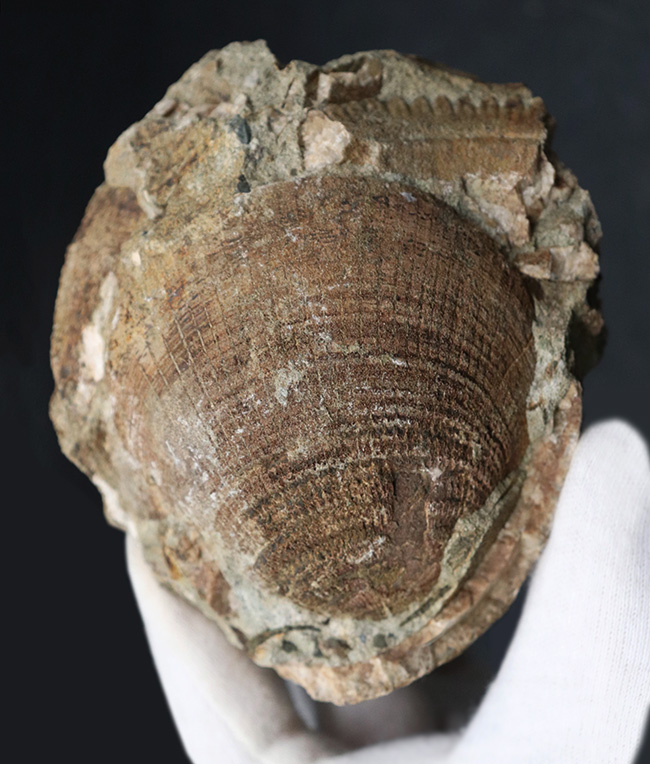国産マニアックシリーズ！アサリの仲間、北九州芦屋層群で採集されたに巻き貝、グリキメリス（その1）