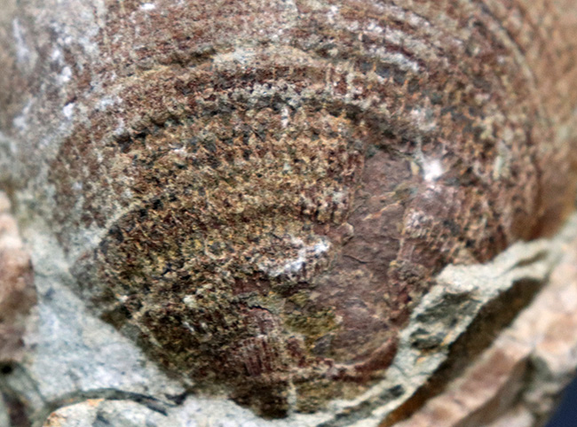 国産マニアックシリーズ！アサリの仲間、北九州芦屋層群で採集されたに巻き貝、グリキメリス（その2）