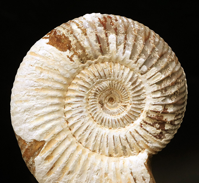 ジュラ紀中期から後期の示準化石、マダガスカル産のアンモナイト、ペリスフィンクテス(Perisphinctes)の良質個体(その1)