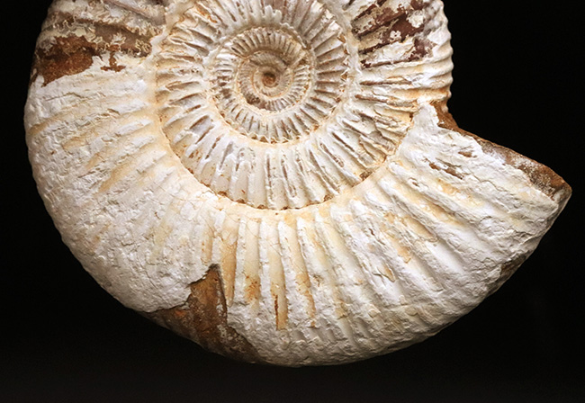ジュラ紀中期から後期の示準化石、マダガスカル産のアンモナイト、ペリスフィンクテス(Perisphinctes)の良質個体(その2)