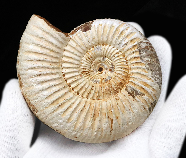 ジュラ紀中期から後期の示準化石、マダガスカル産のアンモナイト、ペリスフィンクテス(Perisphinctes)の良質個体(その5)