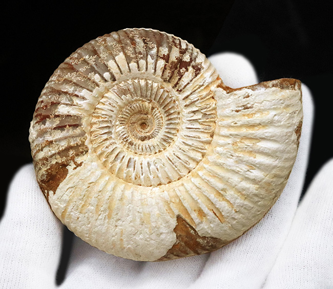 ジュラ紀中期から後期の示準化石、マダガスカル産のアンモナイト、ペリスフィンクテス(Perisphinctes)の良質個体(その6)