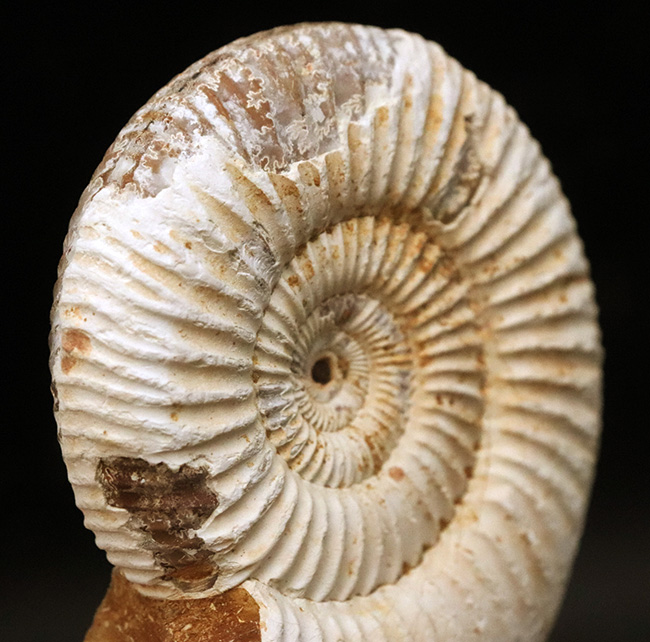 ジュラ紀中期から後期の示準化石、マダガスカル産のアンモナイト、ペリスフィンクテス(Perisphinctes)の良質個体(その7)