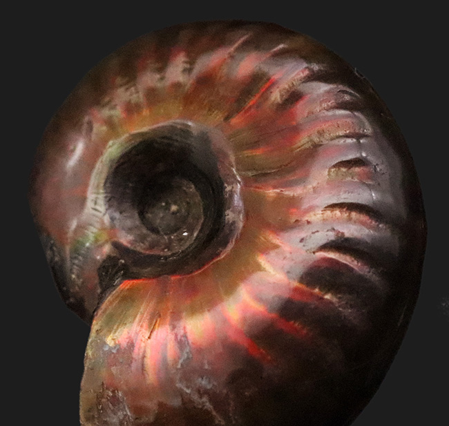 マダガスカル産、美麗なナチュラルアート。美麗な遊色が揺らめくクレオニセラス（Cleoniceras）（その1）