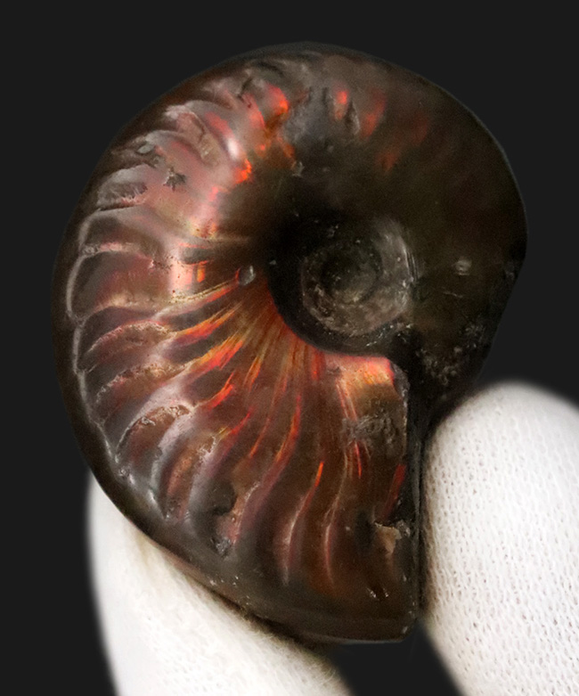 マダガスカル産、美麗なナチュラルアート。美麗な遊色が揺らめくクレオニセラス（Cleoniceras）（その2）