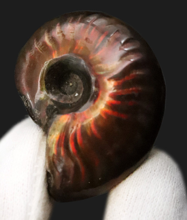 マダガスカル産、美麗なナチュラルアート。美麗な遊色が揺らめくクレオニセラス（Cleoniceras）（その3）