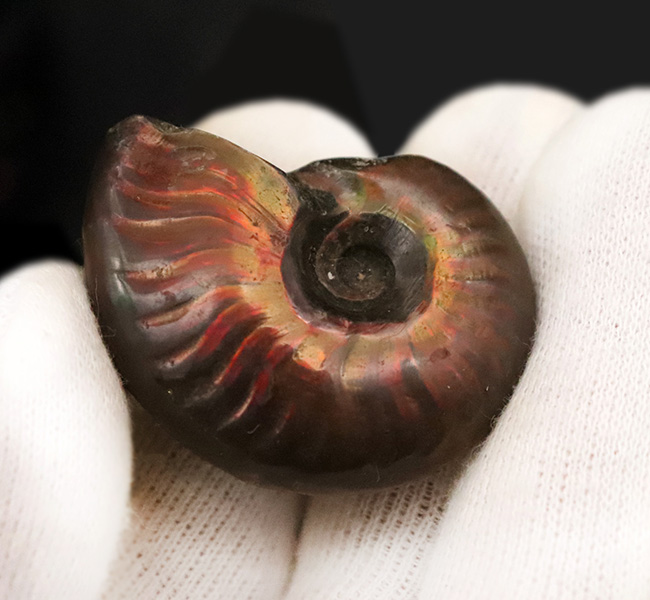 マダガスカル産、美麗なナチュラルアート。美麗な遊色が揺らめくクレオニセラス（Cleoniceras）（その4）