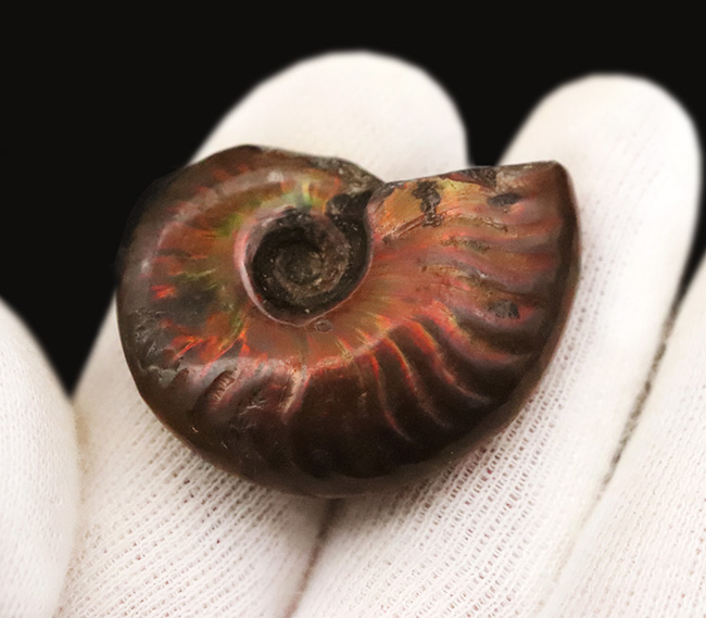 マダガスカル産、美麗なナチュラルアート。美麗な遊色が揺らめくクレオニセラス（Cleoniceras）（その5）