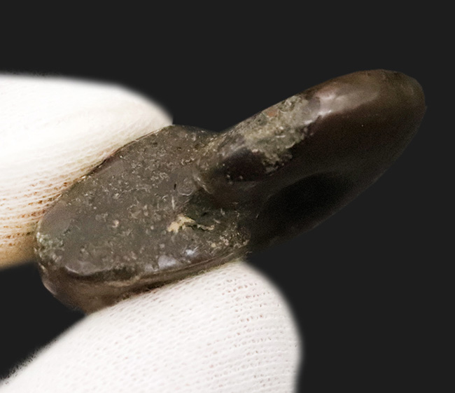 マダガスカル産、美麗なナチュラルアート。美麗な遊色が揺らめくクレオニセラス（Cleoniceras）（その6）