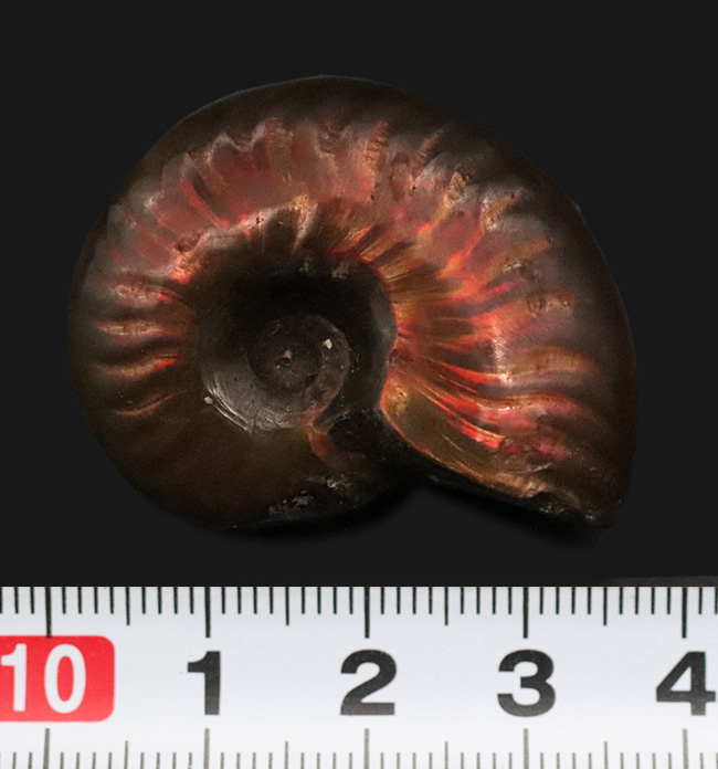 マダガスカル産、美麗なナチュラルアート。美麗な遊色が揺らめくクレオニセラス（Cleoniceras）（その7）