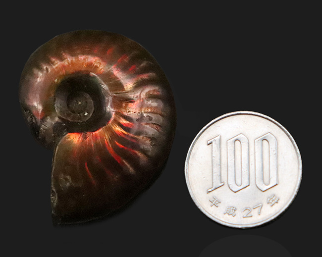 マダガスカル産、美麗なナチュラルアート。美麗な遊色が揺らめくクレオニセラス（Cleoniceras）（その8）