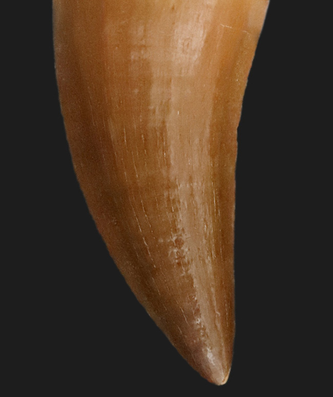 ファーストコレクションにいかがでしょうか？美エナメル質を誇る、モササウルス（Mosasaurus）の歯化石（その1）