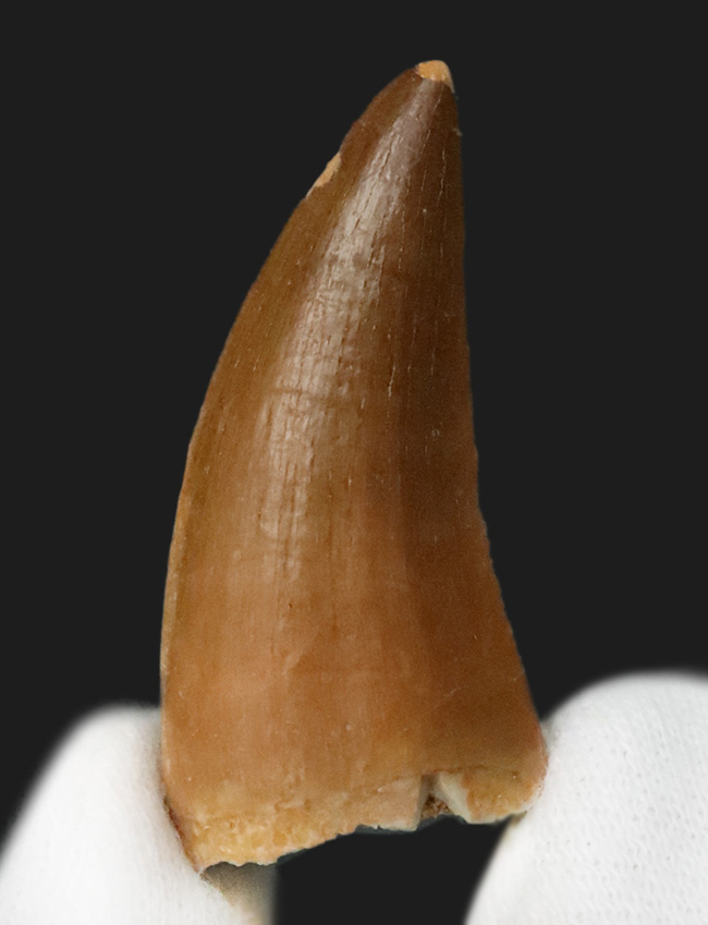 ファーストコレクションにいかがでしょうか？美エナメル質を誇る、モササウルス（Mosasaurus）の歯化石（その3）