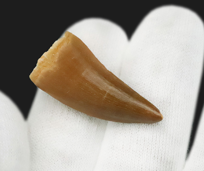 ファーストコレクションにいかがでしょうか？美エナメル質を誇る、モササウルス（Mosasaurus）の歯化石（その4）