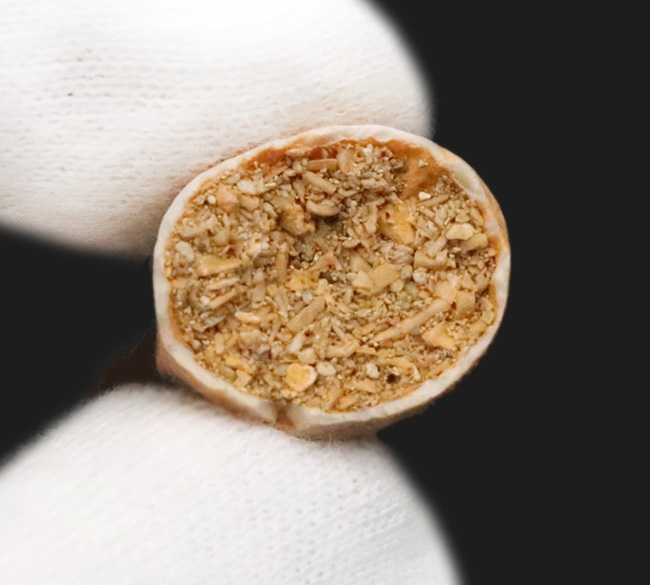 ファーストコレクションにいかがでしょうか？美エナメル質を誇る、モササウルス（Mosasaurus）の歯化石（その5）