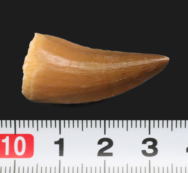 ファーストコレクションにいかがでしょうか？美エナメル質を誇る、モササウルス（Mosasaurus）の歯化石（その6）