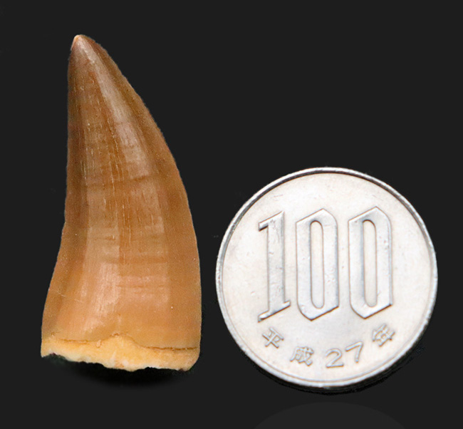 ファーストコレクションにいかがでしょうか？美エナメル質を誇る、モササウルス（Mosasaurus）の歯化石（その7）