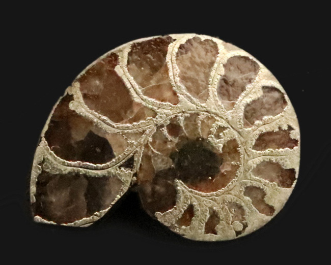 フランス・アヴェロン産の黄鉄鉱化アンモナイト（Ammonite）、断面が美しいハーフカット標本（その1）