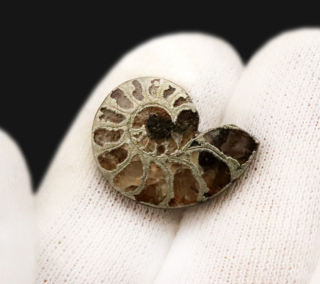 フランス・アヴェロン産の黄鉄鉱化アンモナイト（Ammonite）、断面が美しいハーフカット標本（その2）