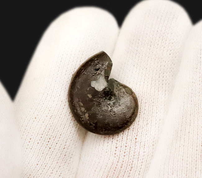 フランス・アヴェロン産の黄鉄鉱化アンモナイト（Ammonite）、断面が美しいハーフカット標本（その3）