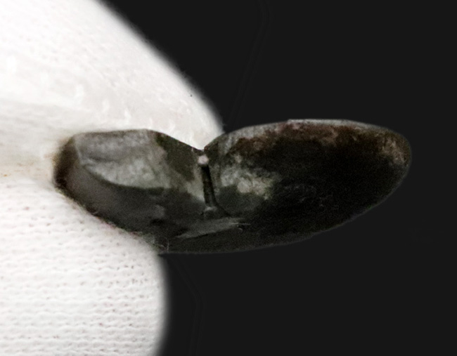 フランス・アヴェロン産の黄鉄鉱化アンモナイト（Ammonite）、断面が美しいハーフカット標本（その4）