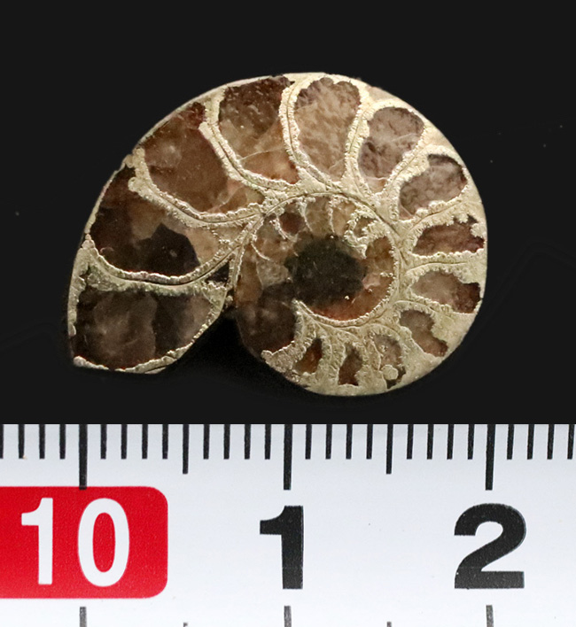 フランス・アヴェロン産の黄鉄鉱化アンモナイト（Ammonite）、断面が美しいハーフカット標本（その5）