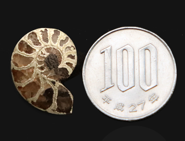 フランス・アヴェロン産の黄鉄鉱化アンモナイト（Ammonite）、断面が美しいハーフカット標本（その6）