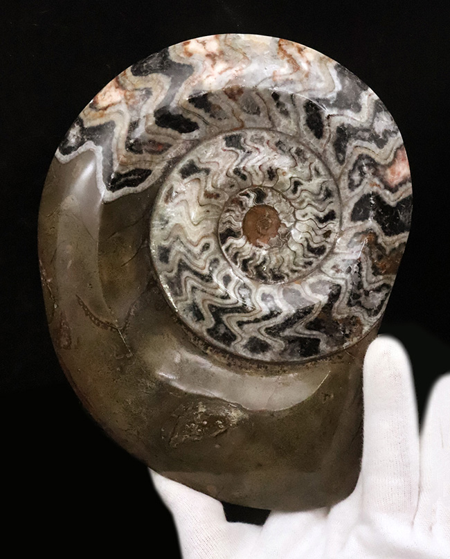 大迫力！直径約173ミリの特大サイズ、壮麗なゴニアタイト（Goniatite）の化石（その1）