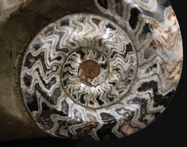 大迫力！直径約173ミリの特大サイズ、壮麗なゴニアタイト（Goniatite）の化石（その3）
